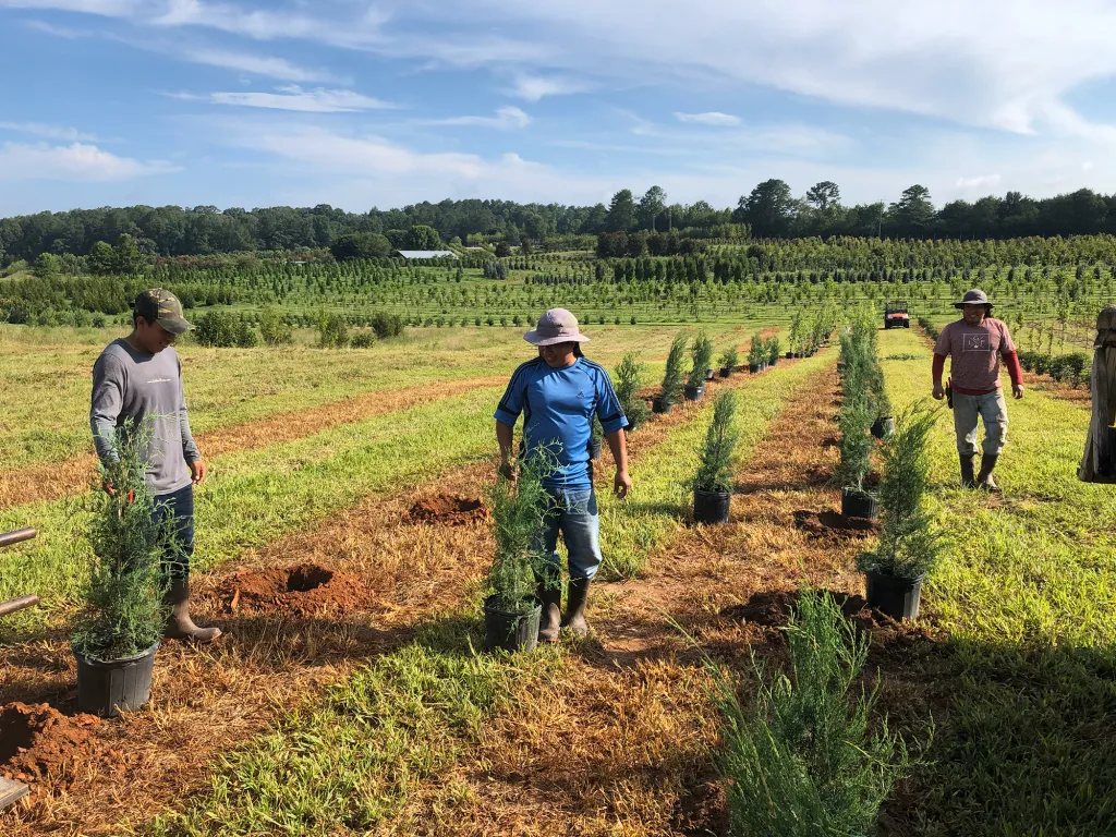 Farm workers planting young evergreen shrubs in pots along neat rows in a sunny field.