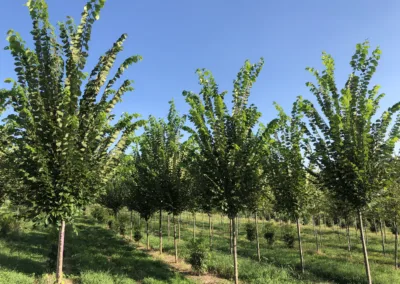 Modernizing the Digital Presence of a Distinctive Ornamental Tree Farm