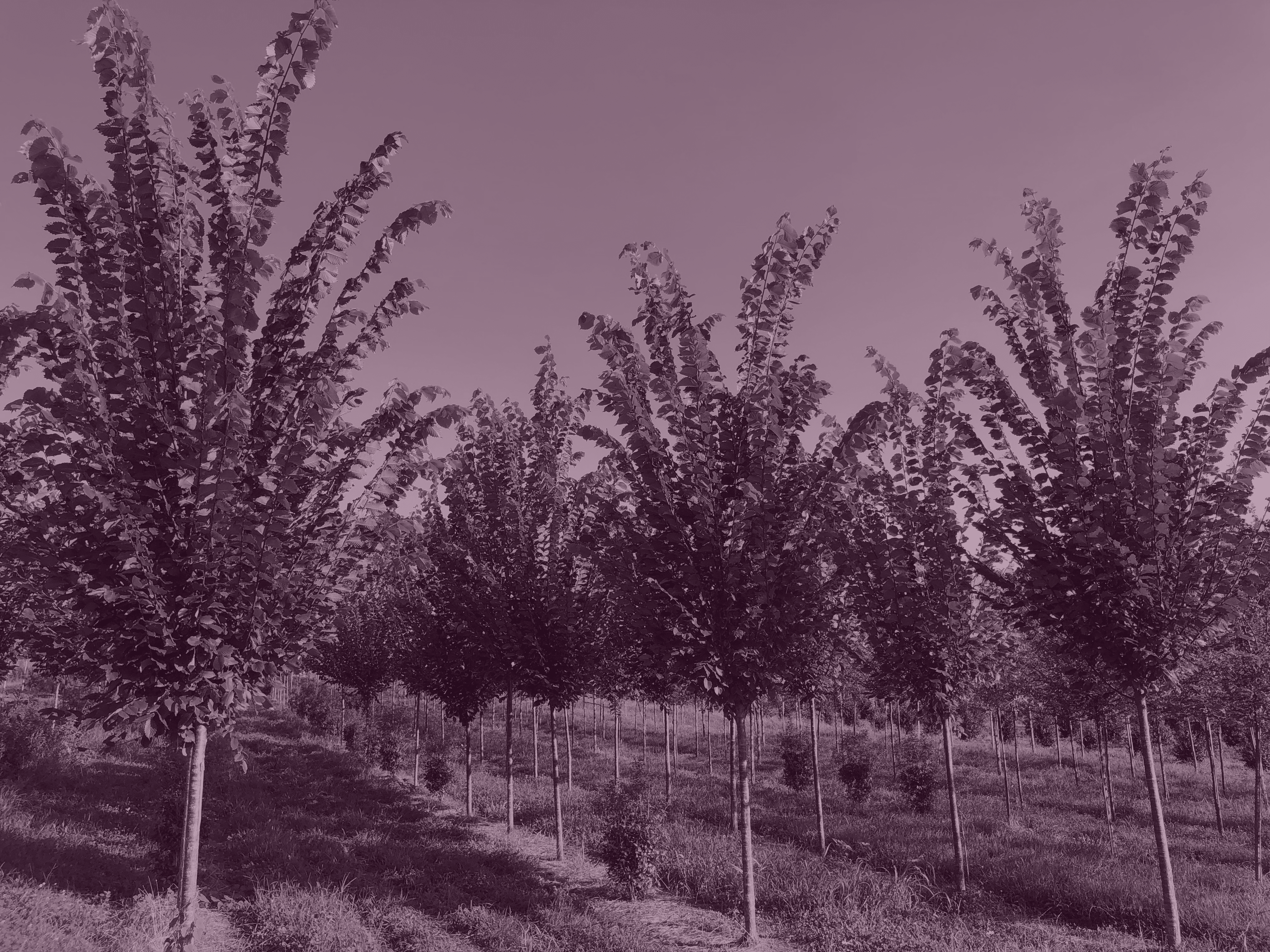 EPH_ EPH_ Goldleaf Farms