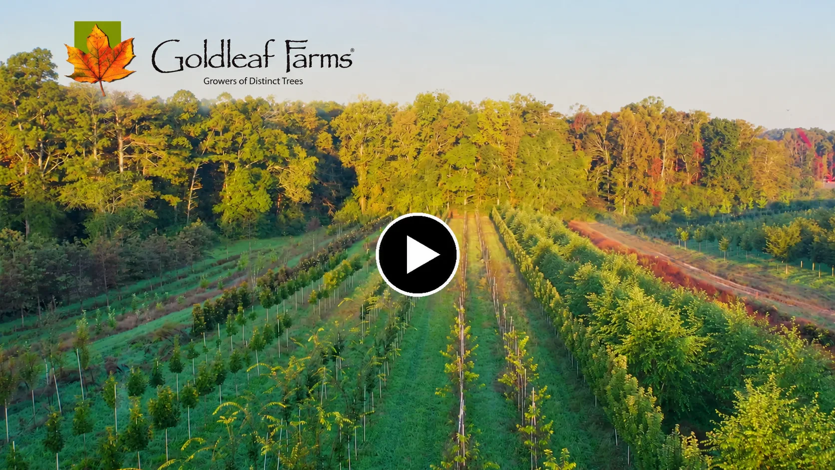 Golden-Hour Tree Nursery Aerial - ProIQ - Market Smarter Aerial view of tree rows at Goldleaf Farms with the logo in the upper left and a centered play button, conveying a farm video thumbnail.